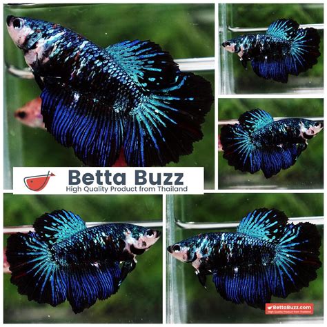 avatar betta fish price|Avatar Betta .